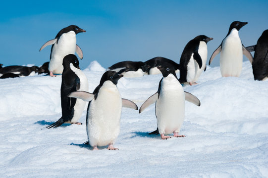 Penguins in the Antarctic sea