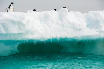 Rolgordijnen Penguins on the snow © Asya M