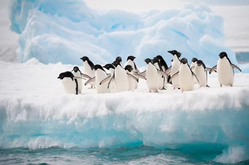 Fotobehang Antarctica Pinguïns in de sneeuw