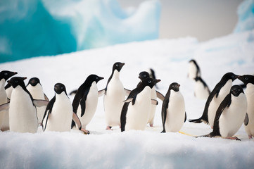 Penguins on the snow - obrazy, fototapety, plakaty