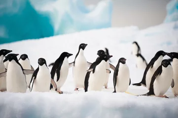 Fotobehang Penguins on the snow © Asya M