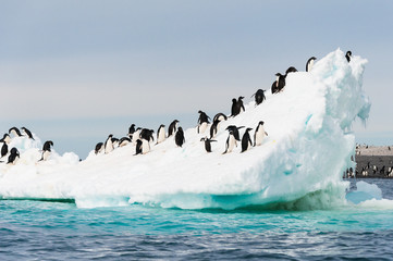 Pingouins sur la neige