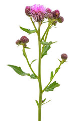 Cirsium arvense flower