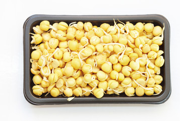 Germinated lentil grains as background