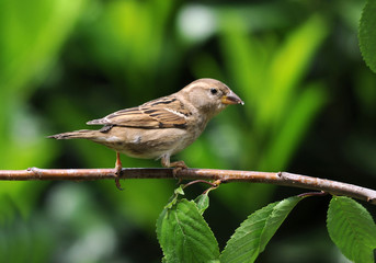 Moineau domestique femelle