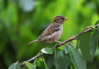 Moineau domestique