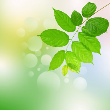 green leaves and harmony background
