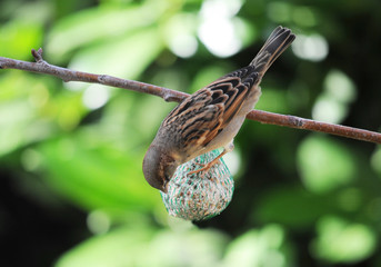 Moineau domestique femelle