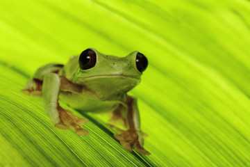 tropical tree frog