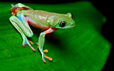 Crédence de cuisine en verre imprimé Grenouille tropical tree frog