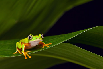 Fototapeta premium yellow frog