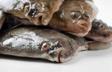 Fresh flounders