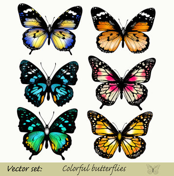 Collection of vector colorful realistic butterflies