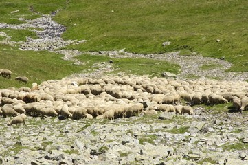 troupeau de moutons dans les alpes