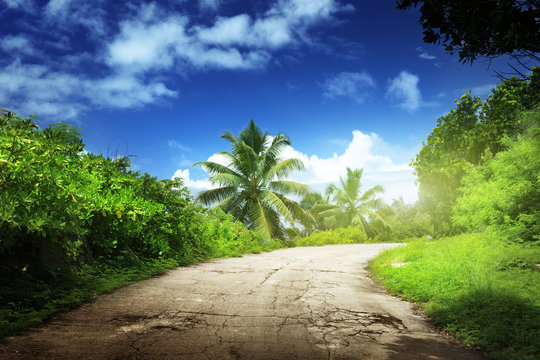 Fototapeta road in jungle