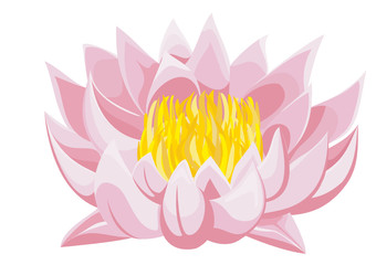 Pink lotus isolated on white background