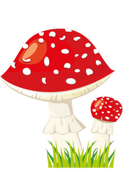 Two fly agaric in a grass