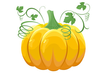 Pumpkin with leaves on white background