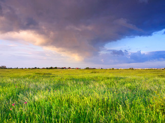 Bright meadow and sky. Fresh summer composition