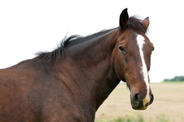 Horse head