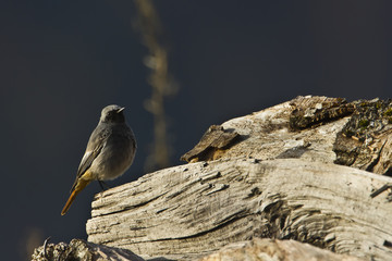 Rougequeue noir mâle sur tronc
