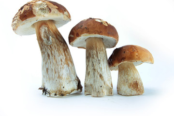 Cèpes sur fond blanc