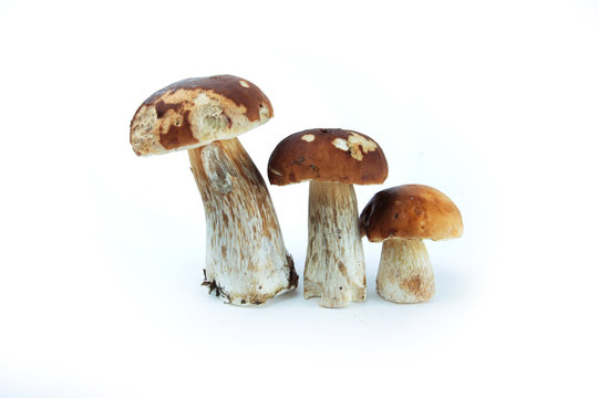 C&egrave;pes sur fond blanc