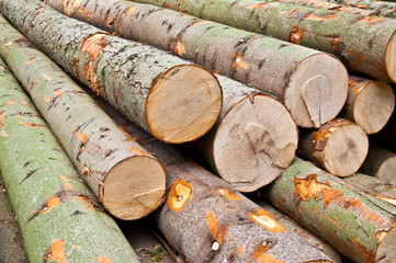 some tree trunks