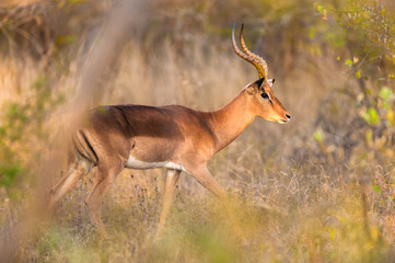 Impala walking in the bush