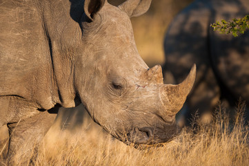 Grazing rhino