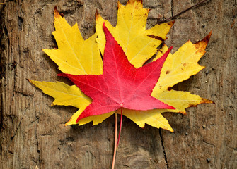 yellow red autumn leaves on the wooden background