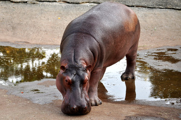 hippopotamus
