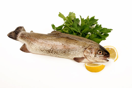 TROTA IRIDEA