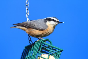 Red-breasted Nuthatch On A Feeder