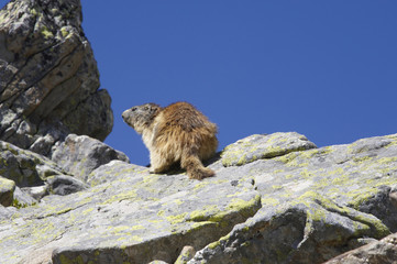 Fototapeta premium marmotte des alpes