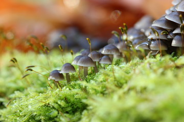 Zwergzärtling (Psathyrella pygmaea) im Moos