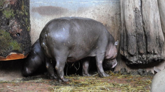 Zwergflusspferd