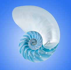 Nautilus shell