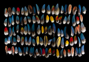 Naklejka premium Multitud de plumas