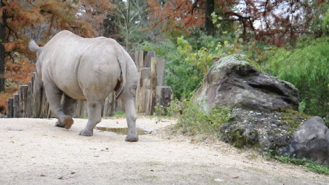Nashorn