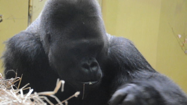 Gorilla