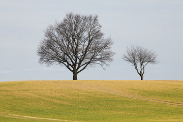 two trees field blue sky in spring