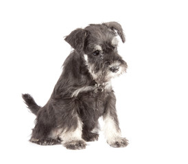 Zwergschnauzer puppy