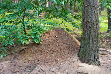 The big ant hill in coniferous wood