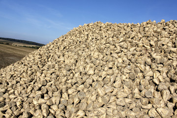sugar beet agriculture harvest
