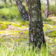 Natural background - a autumn birchwood