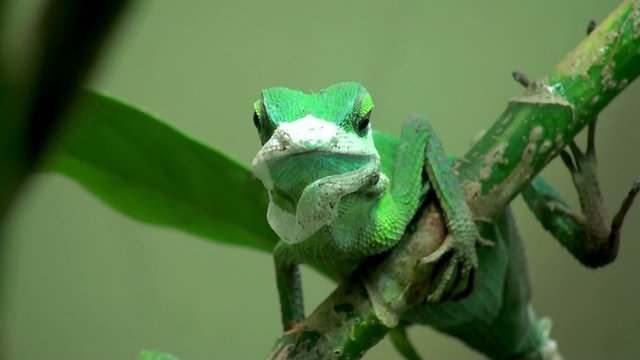 green crested lizard