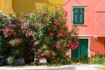 Many different flowers on a garden in Rovinj.