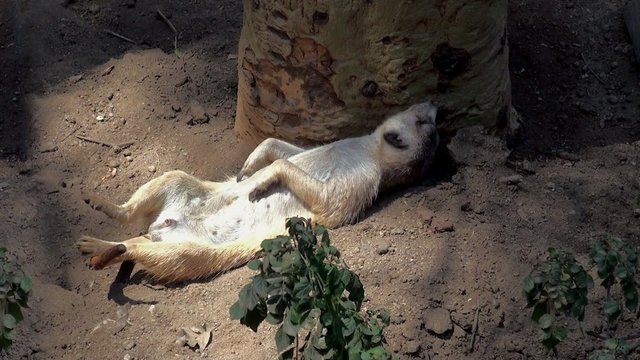 Meerkat (Suricate)