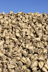 sugar beet agriculture harvest